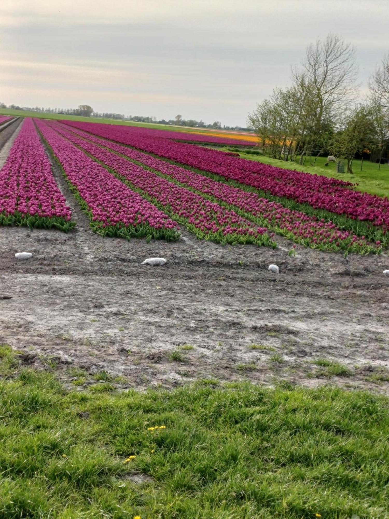 Kota Wadway Villa Spanbroek Bagian luar foto